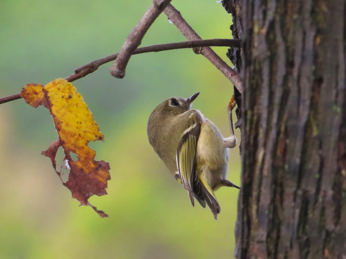 Ruby-crowned Kinglet - Eric R