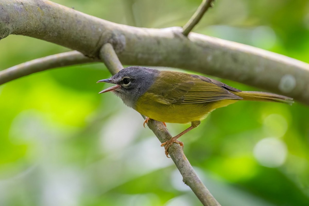 White-lored Warbler - Johnnier Arango | theandeanbirder.com