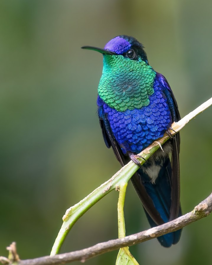 kolibřík vidloocasý (ssp. colombica/rostrifera) - ML610395466