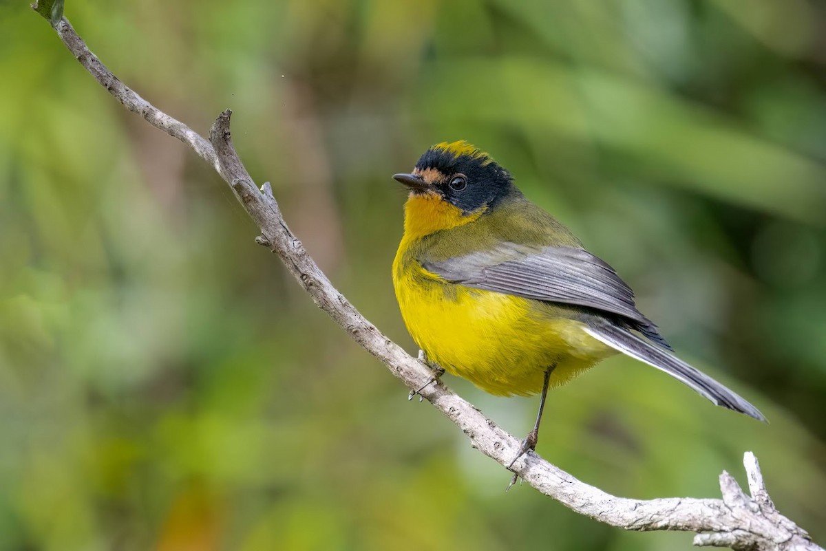 Yellow-crowned Redstart - ML610395484