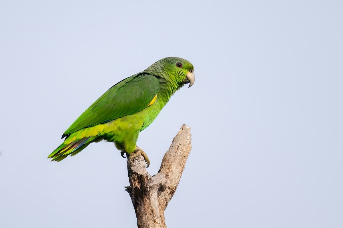 Scaly-naped Parrot - Johnnier Arango 🇨🇴 theandeanbirder.com