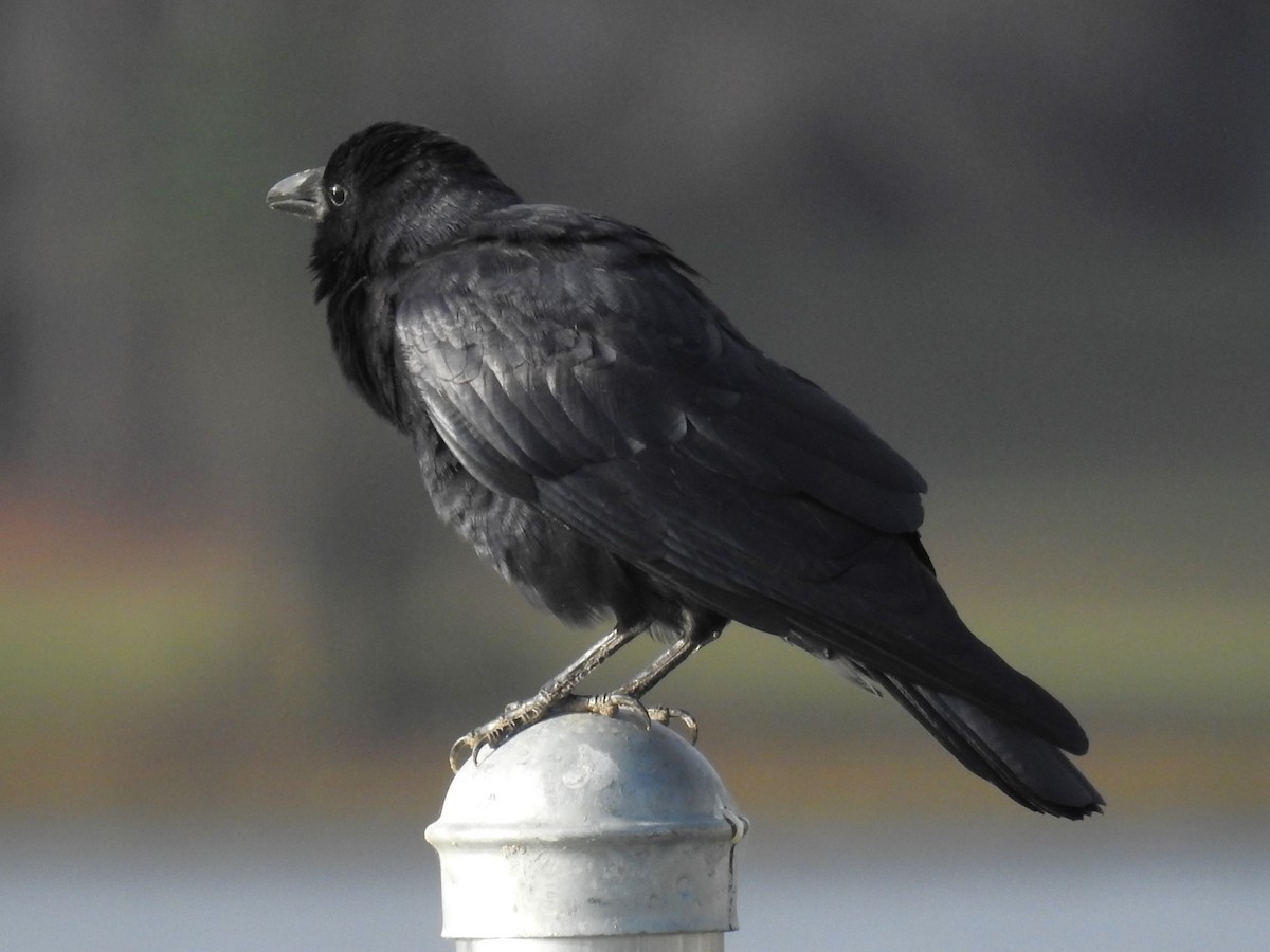 Fish Crow - ML610395553