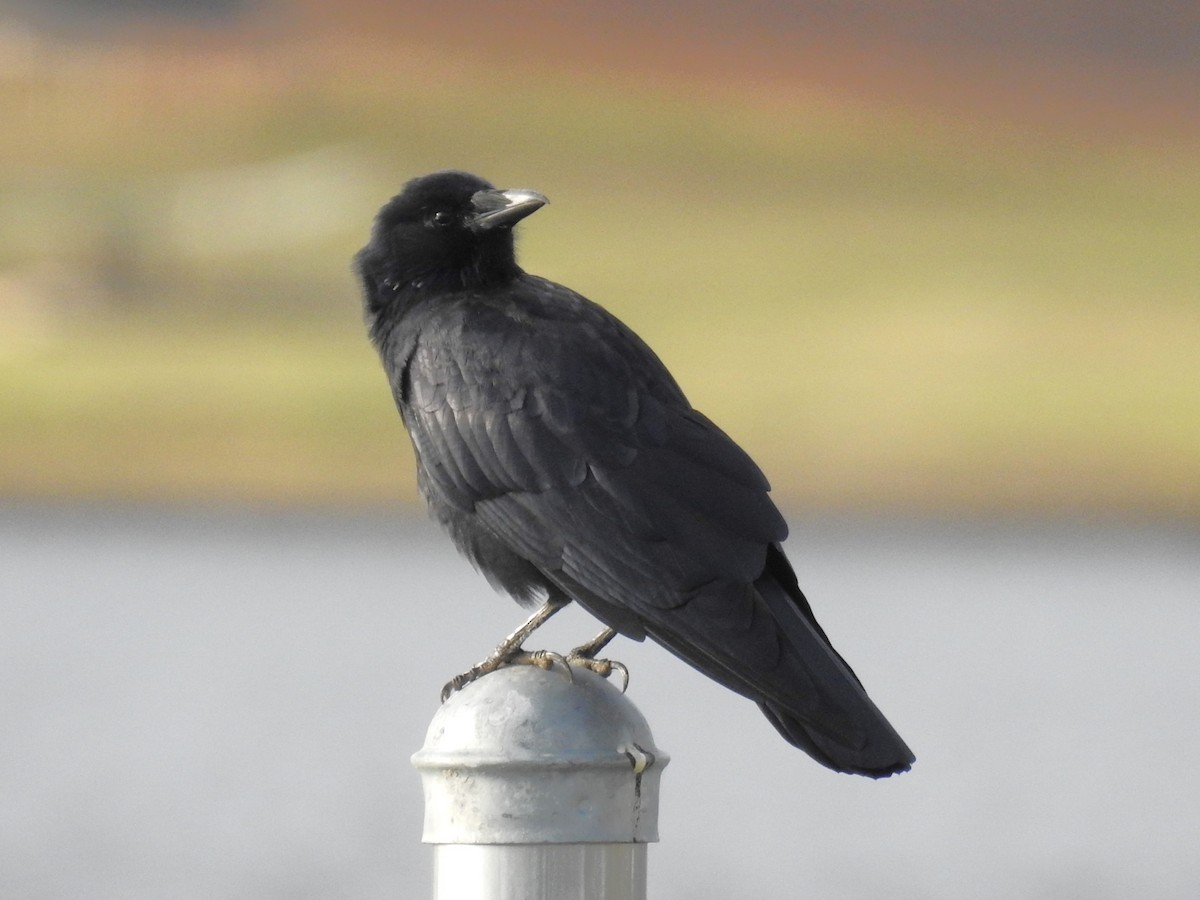 Fish Crow - ML610395554