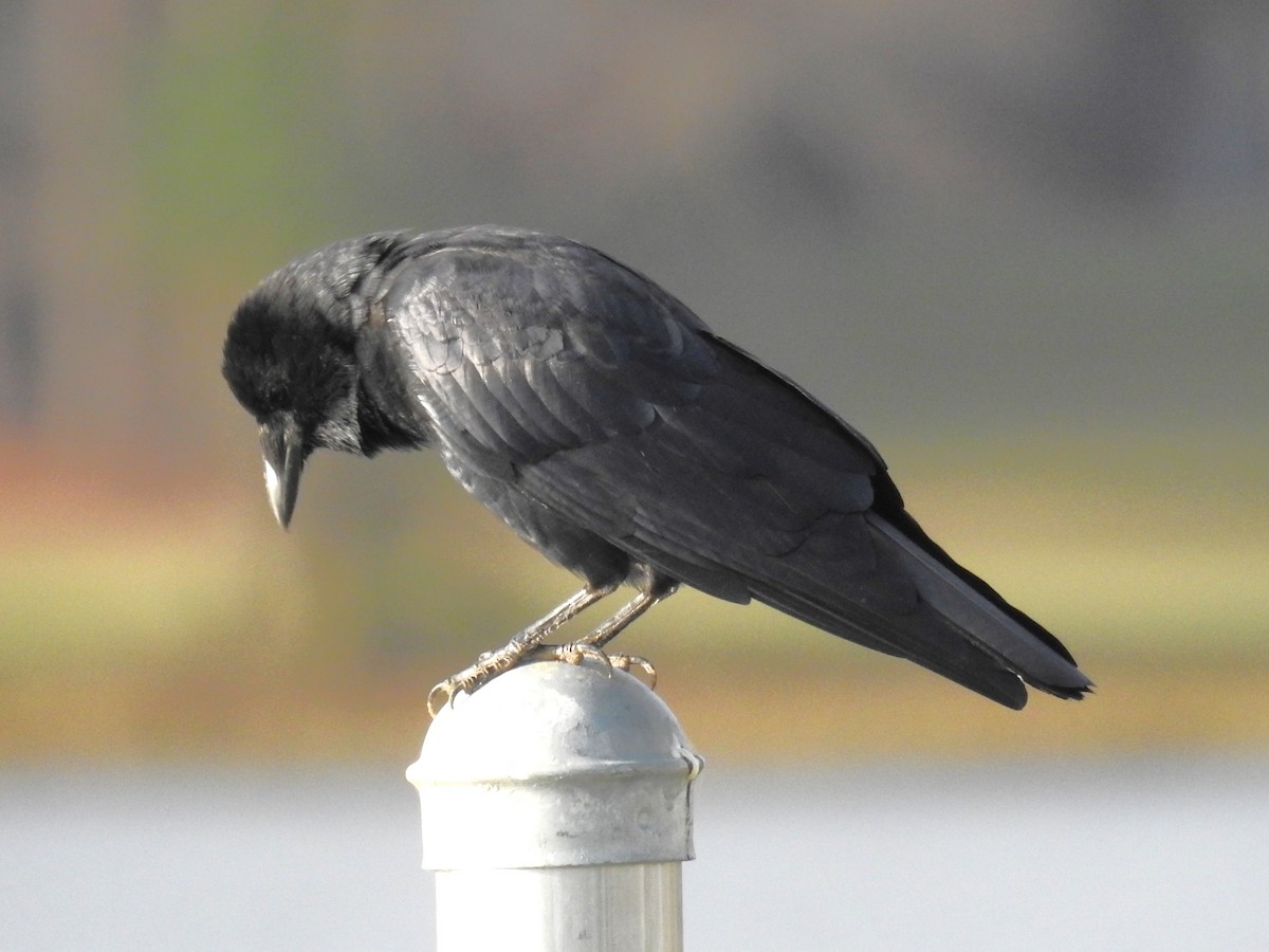 Fish Crow - ML610395556