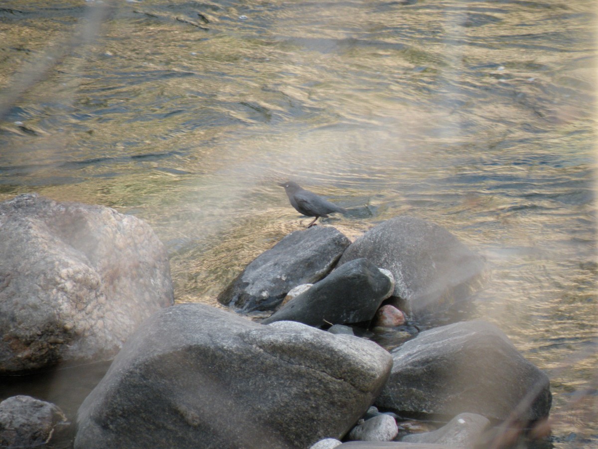 American Dipper - ML610395583