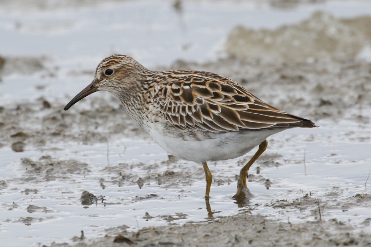 Pectoral Sandpiper - Pam Sinclair