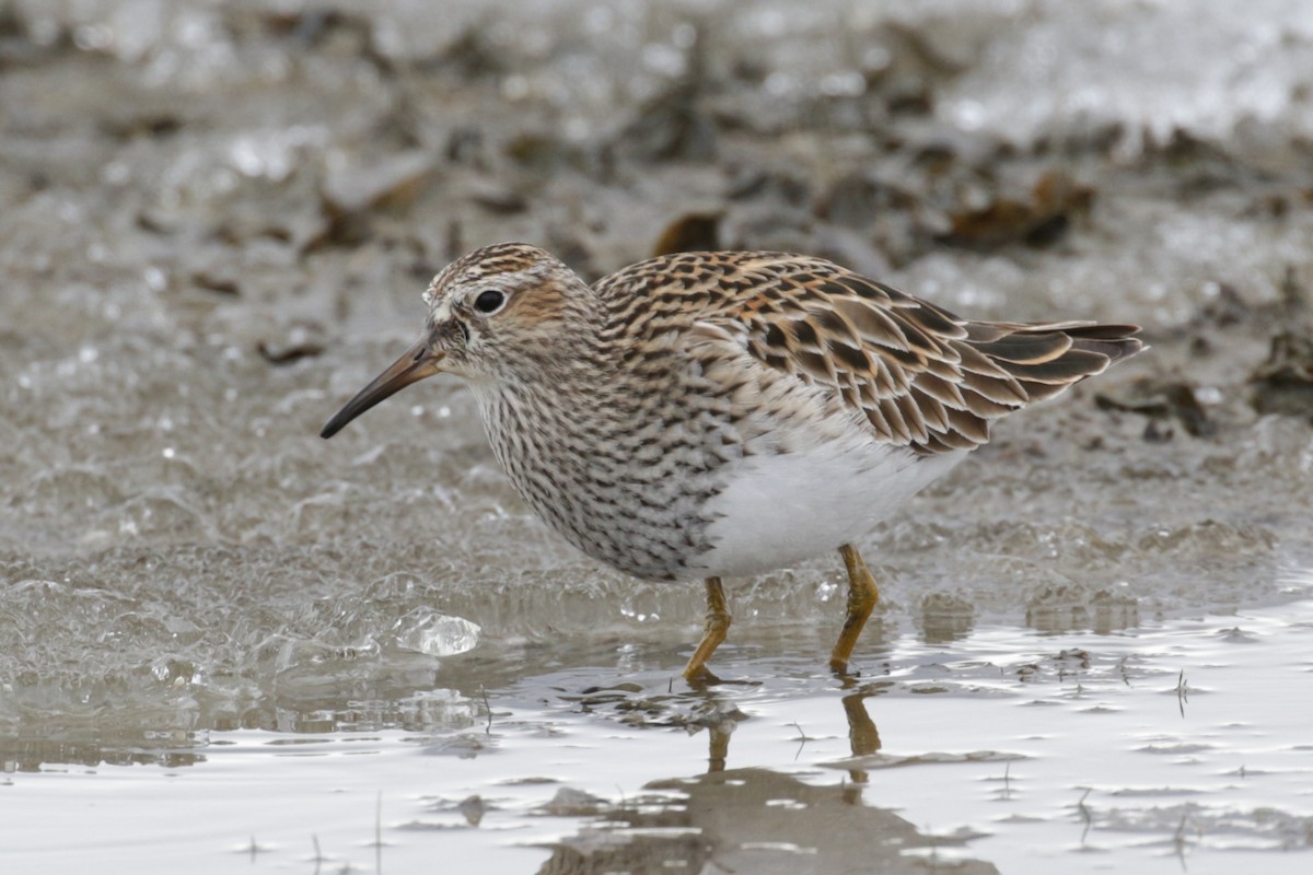 Pectoral Sandpiper - Pam Sinclair