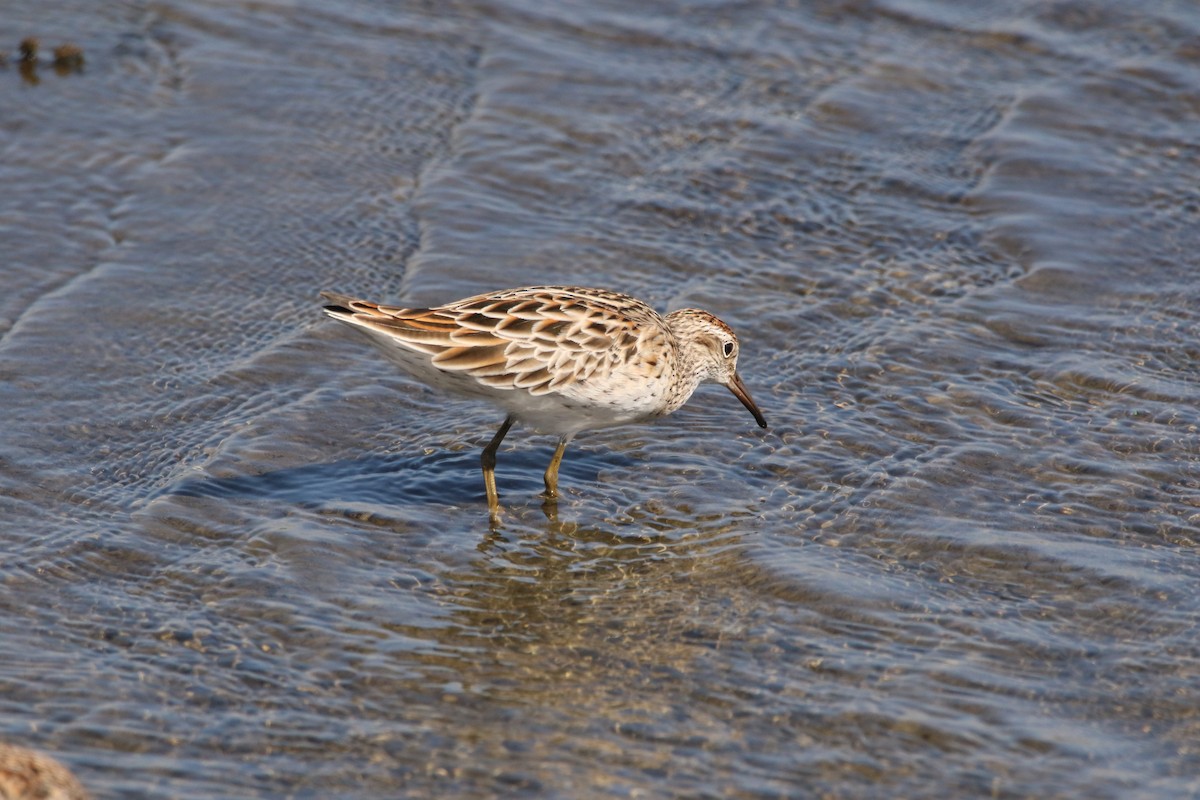 Sharp-tailed Sandpiper - ML610395676