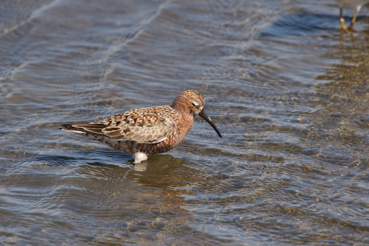 Curlew Sandpiper - ML610395682