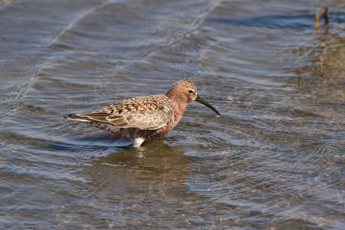 Curlew Sandpiper - ML610395683