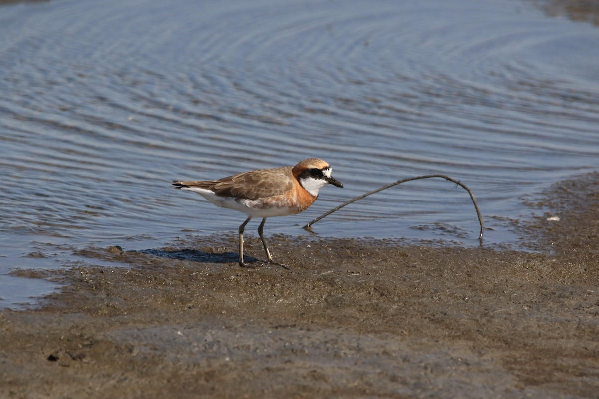 Siberian Sand-Plover - ML610395705