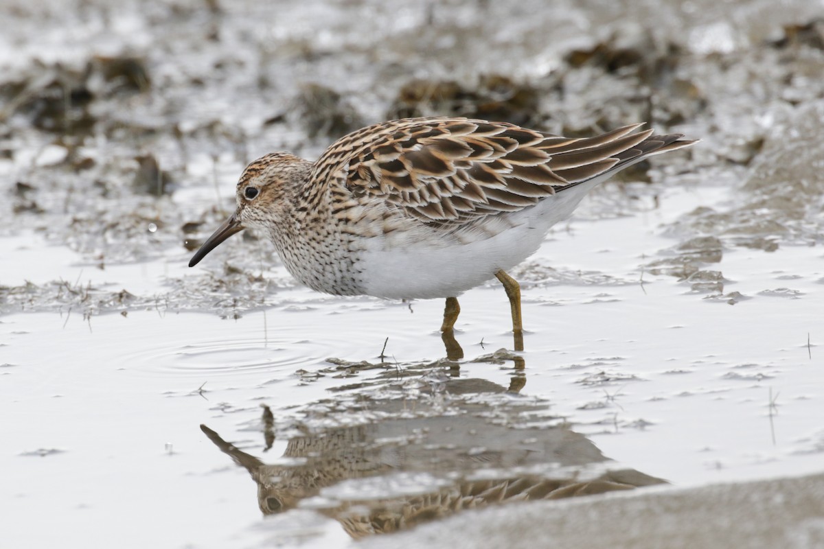 Pectoral Sandpiper - Pam Sinclair