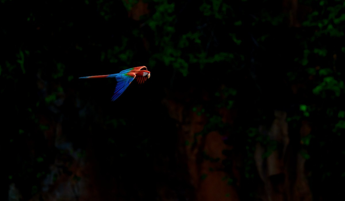 Red-and-green Macaw - ML610395737