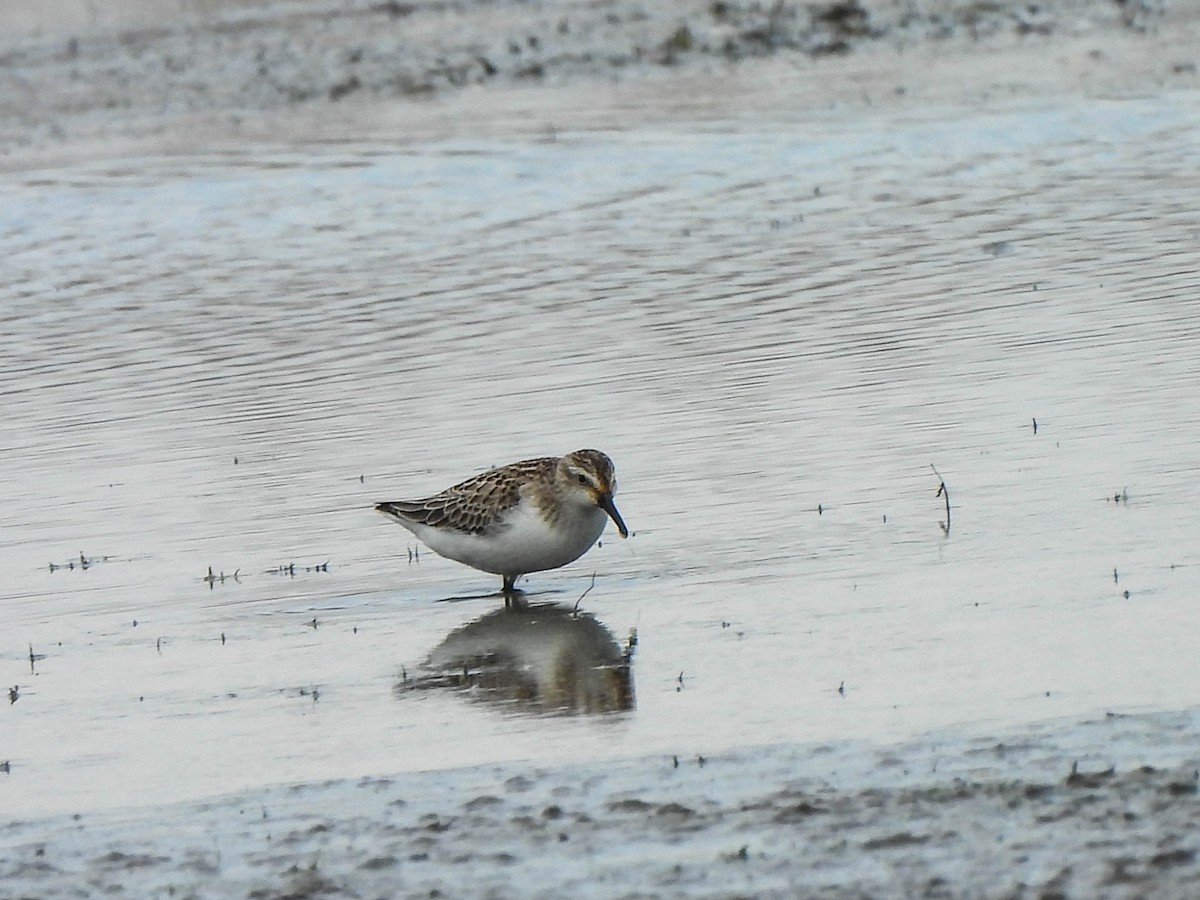 Semipalmated Sandpiper - ML610395741