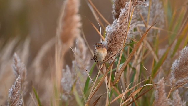 LeConte's Sparrow - ML610395803