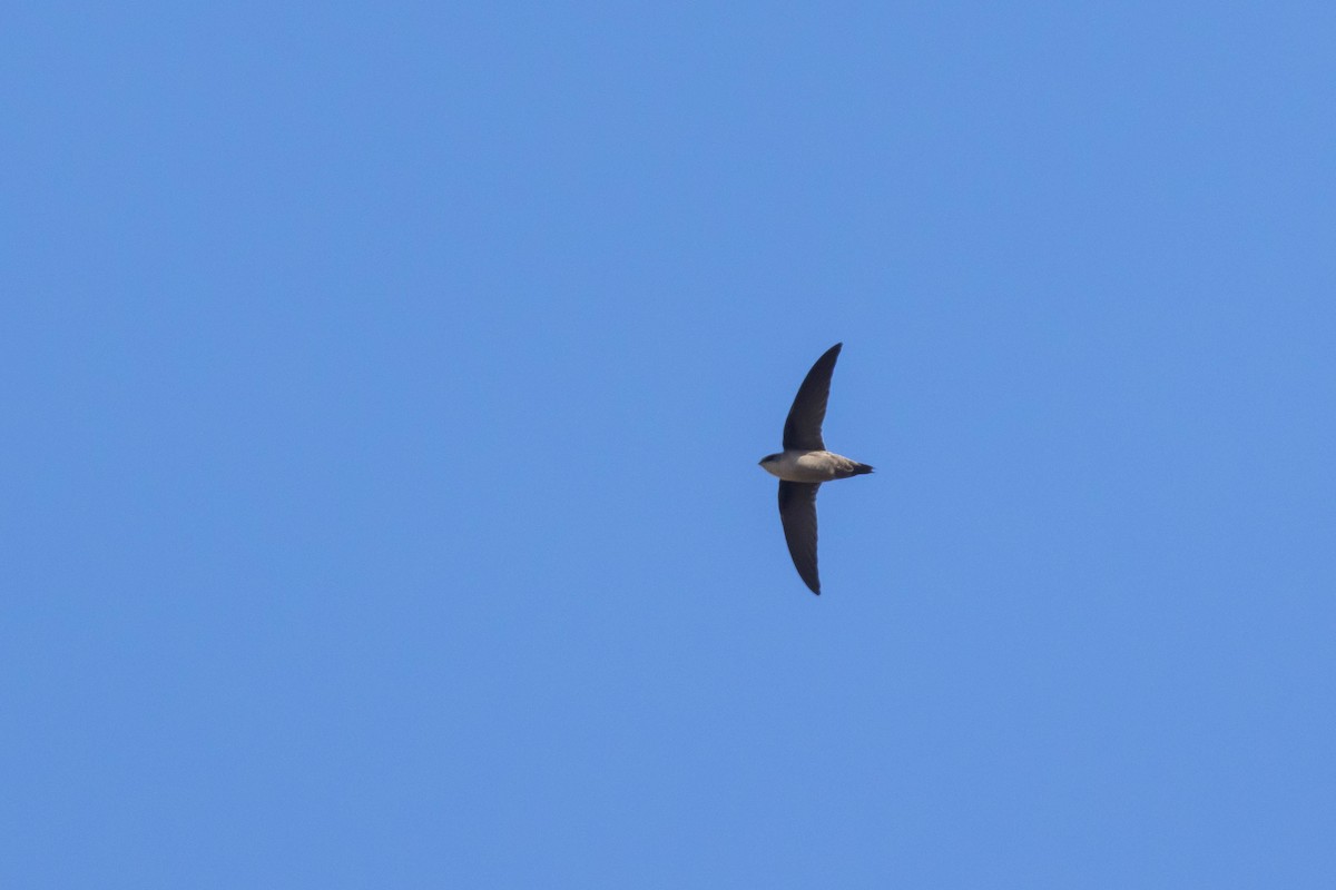 Vaux's Swift - ML610396005