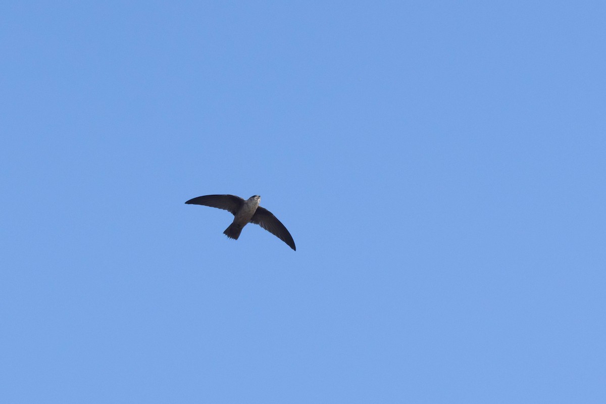 Vaux's Swift - ML610396015