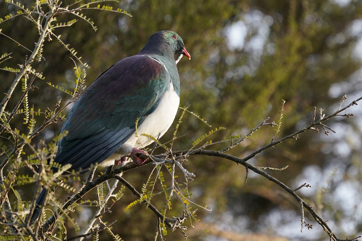 New Zealand Pigeon - ML610396069