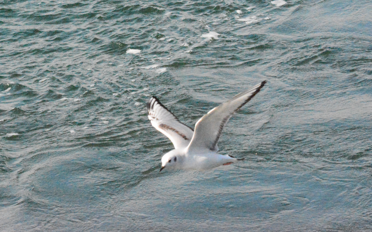 Bonaparte's Gull - ML610396084