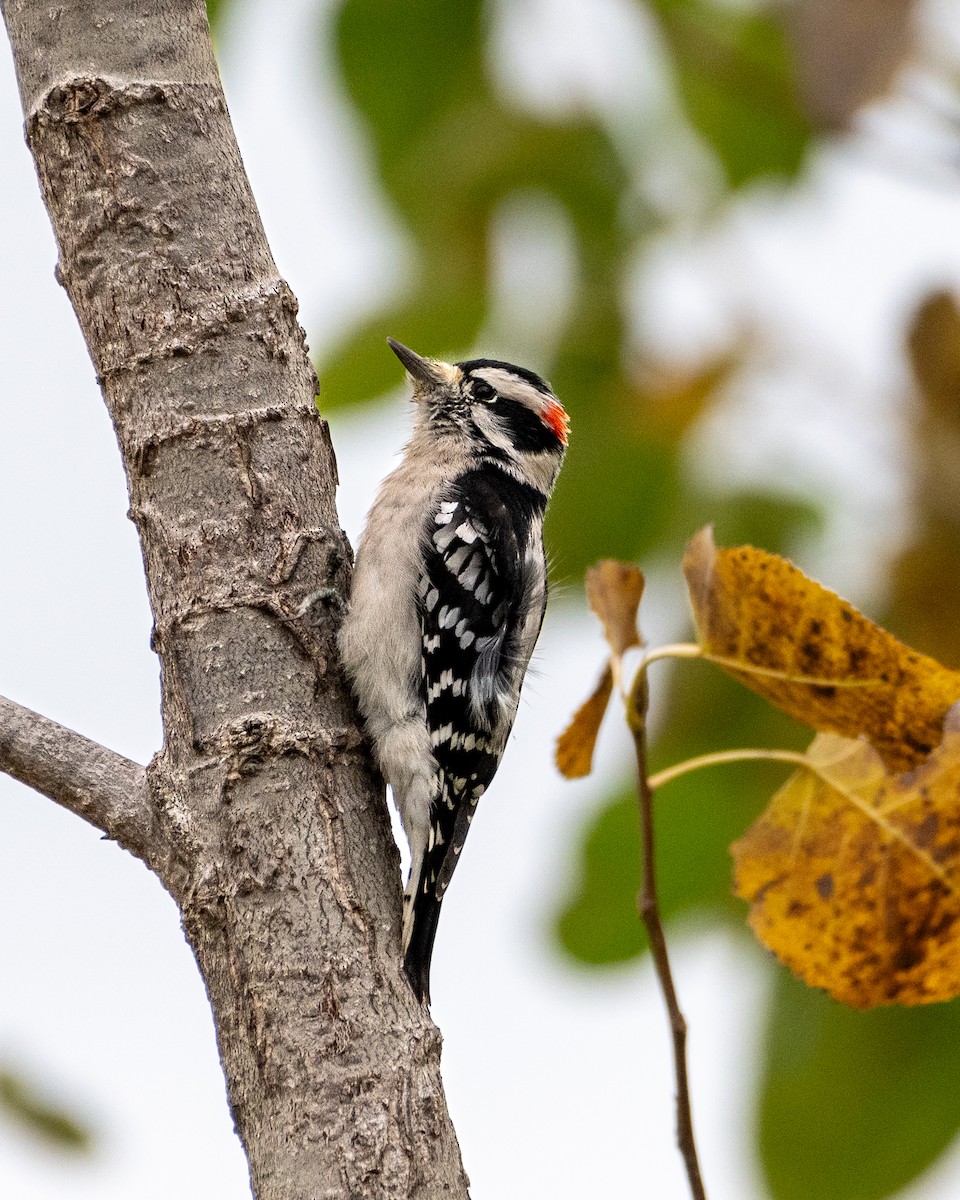 Downy Woodpecker - ML610396101