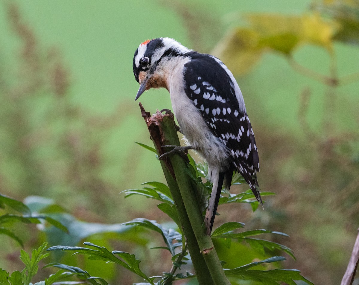 Downy Woodpecker - Tom Warren