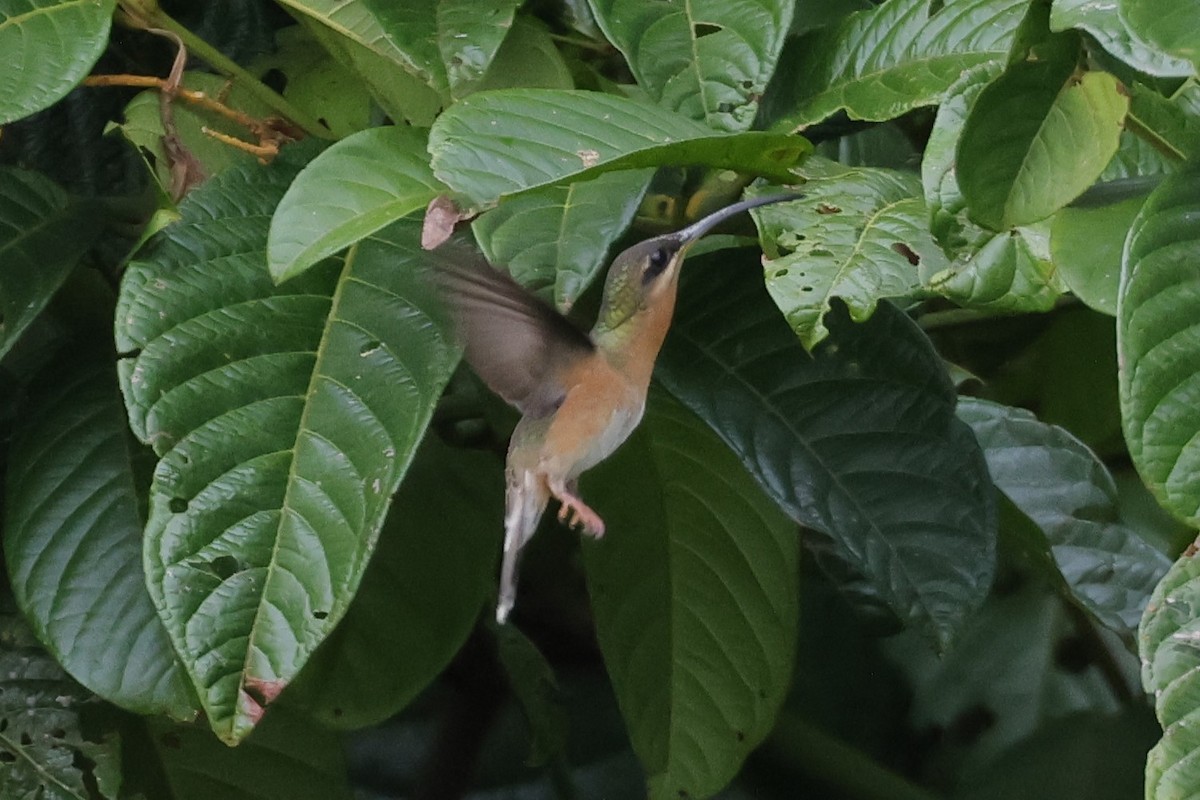 Rufous-breasted Hermit - ML610396262