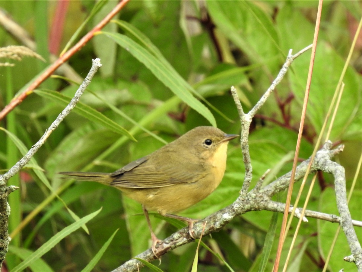 Common Yellowthroat - ML610396345