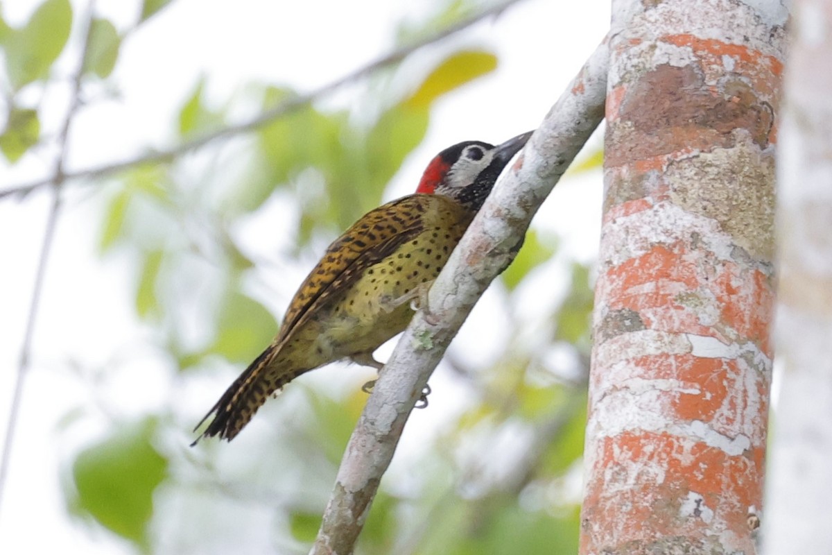 Spot-breasted Woodpecker - Jim Sculatti