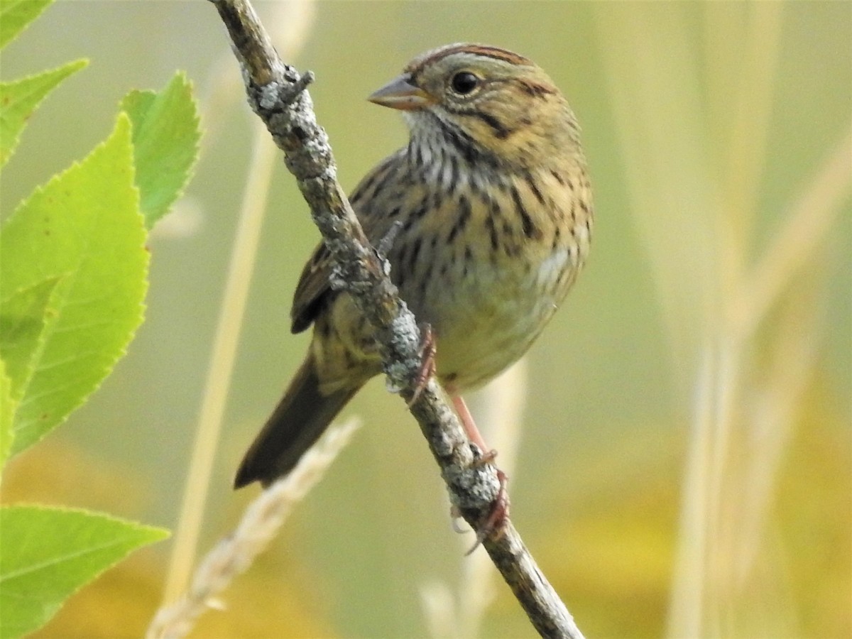 Lincoln's Sparrow - ML610396460