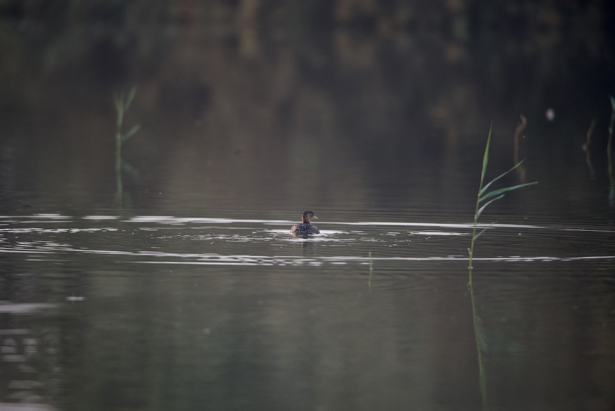 Little Grebe - Mansour Elkerdany