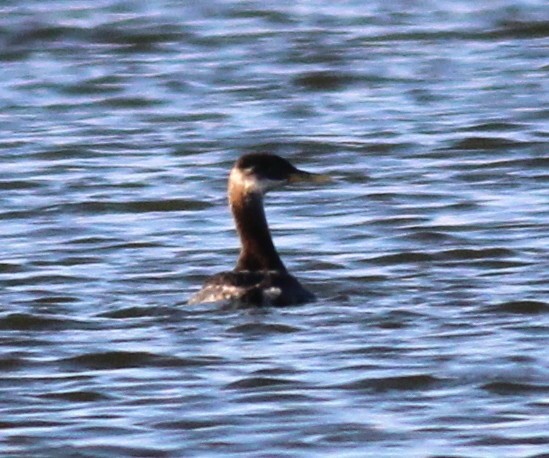 Red-necked Grebe - ML610396615