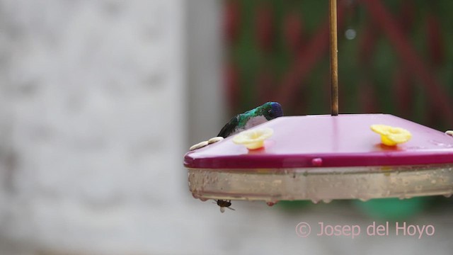 kolibřík andský - ML610396682