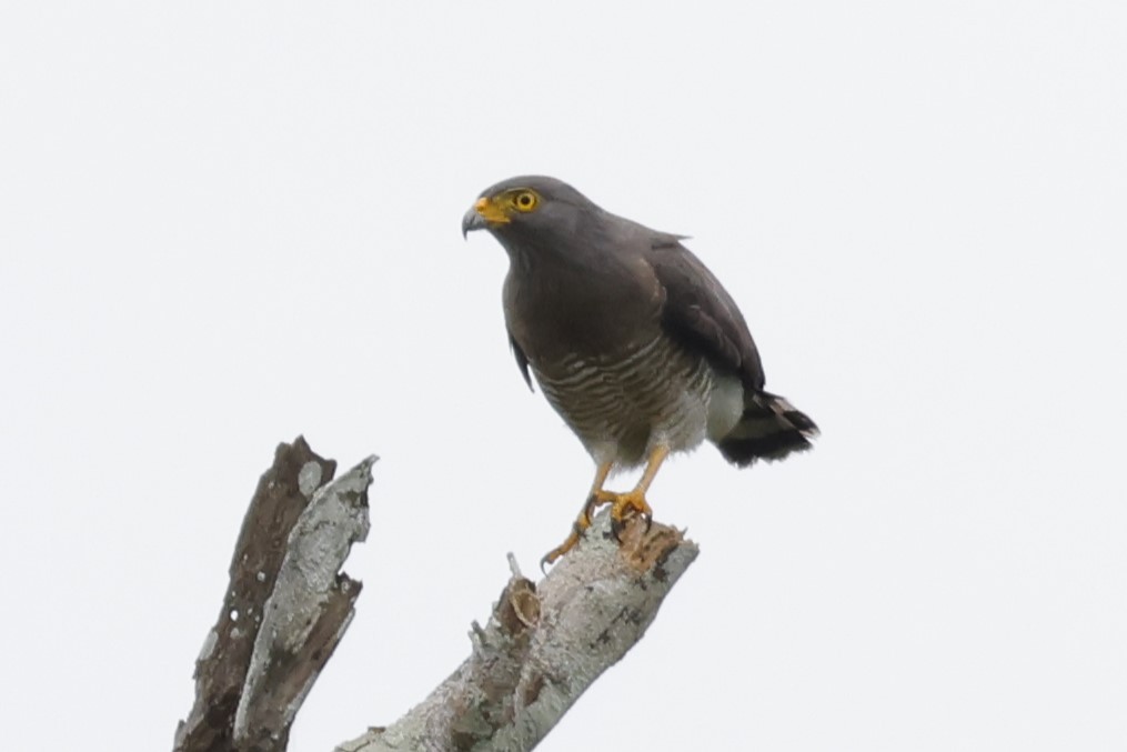 Roadside Hawk - ML610396695