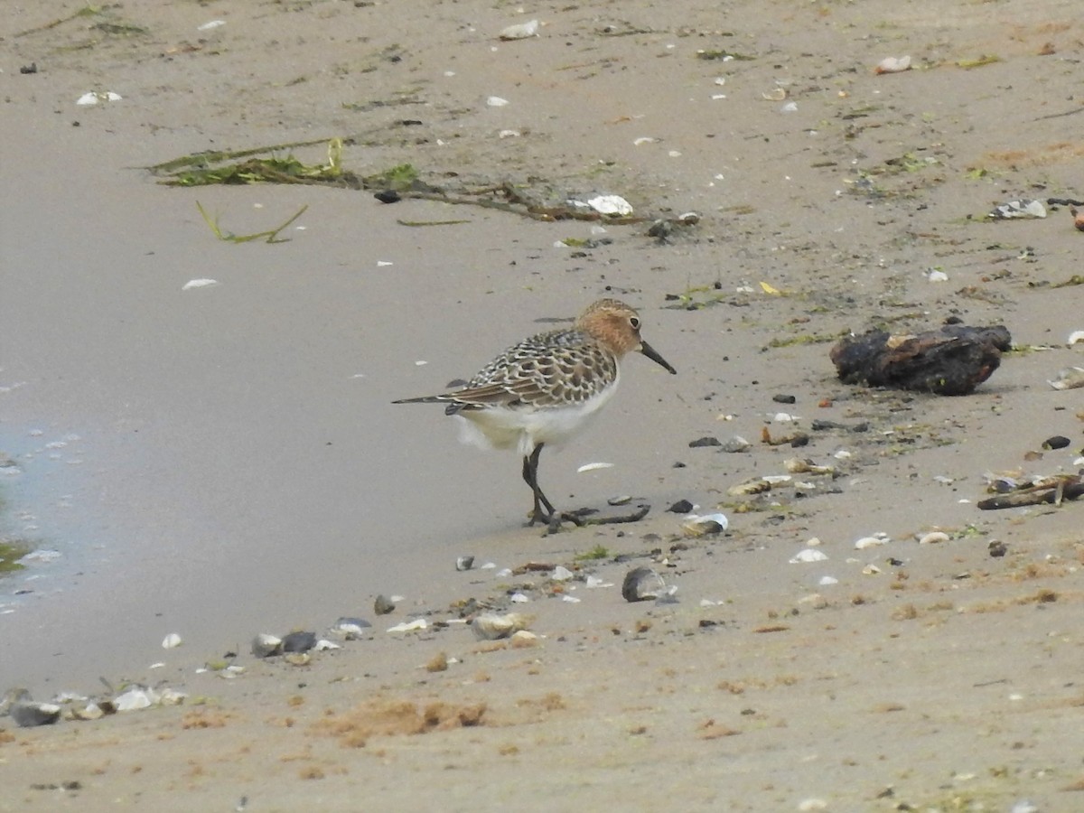 Baird's Sandpiper - ML610396706