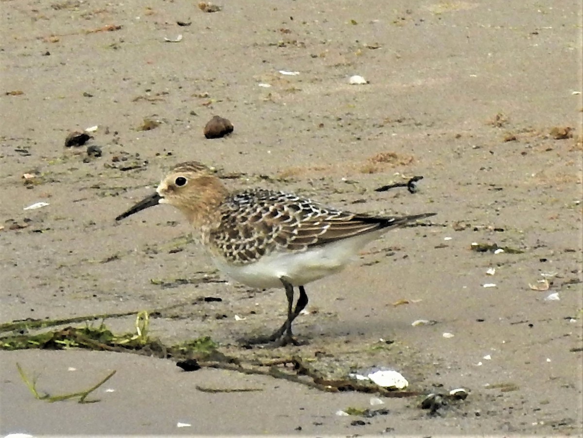 Baird's Sandpiper - ML610396707