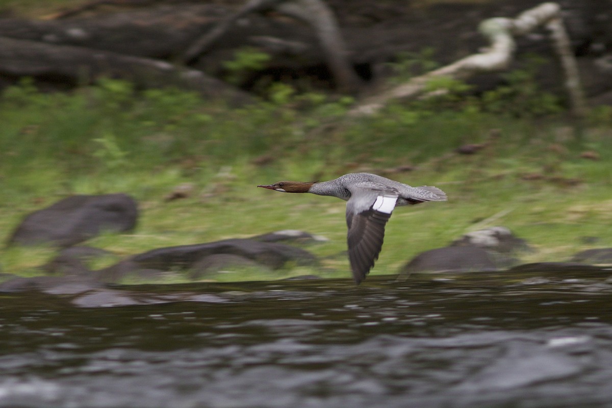 Common Merganser - ML61039671