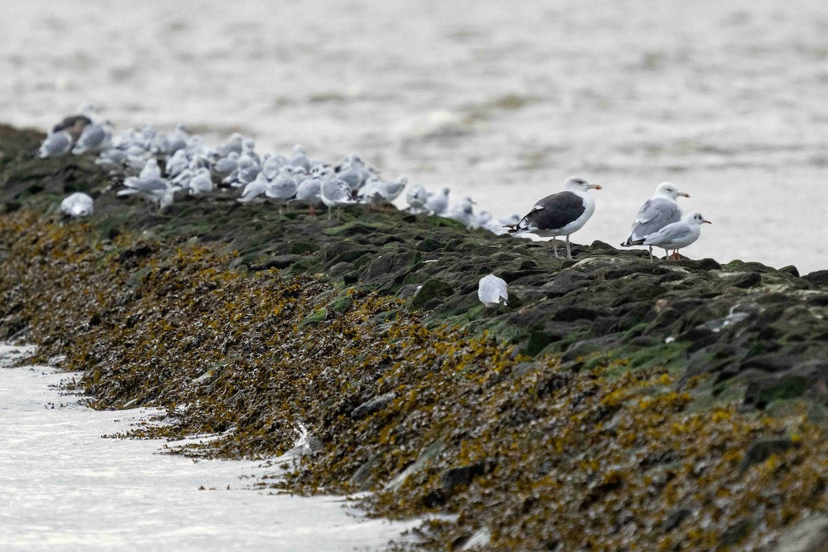 Great Black-backed Gull - ML610396729