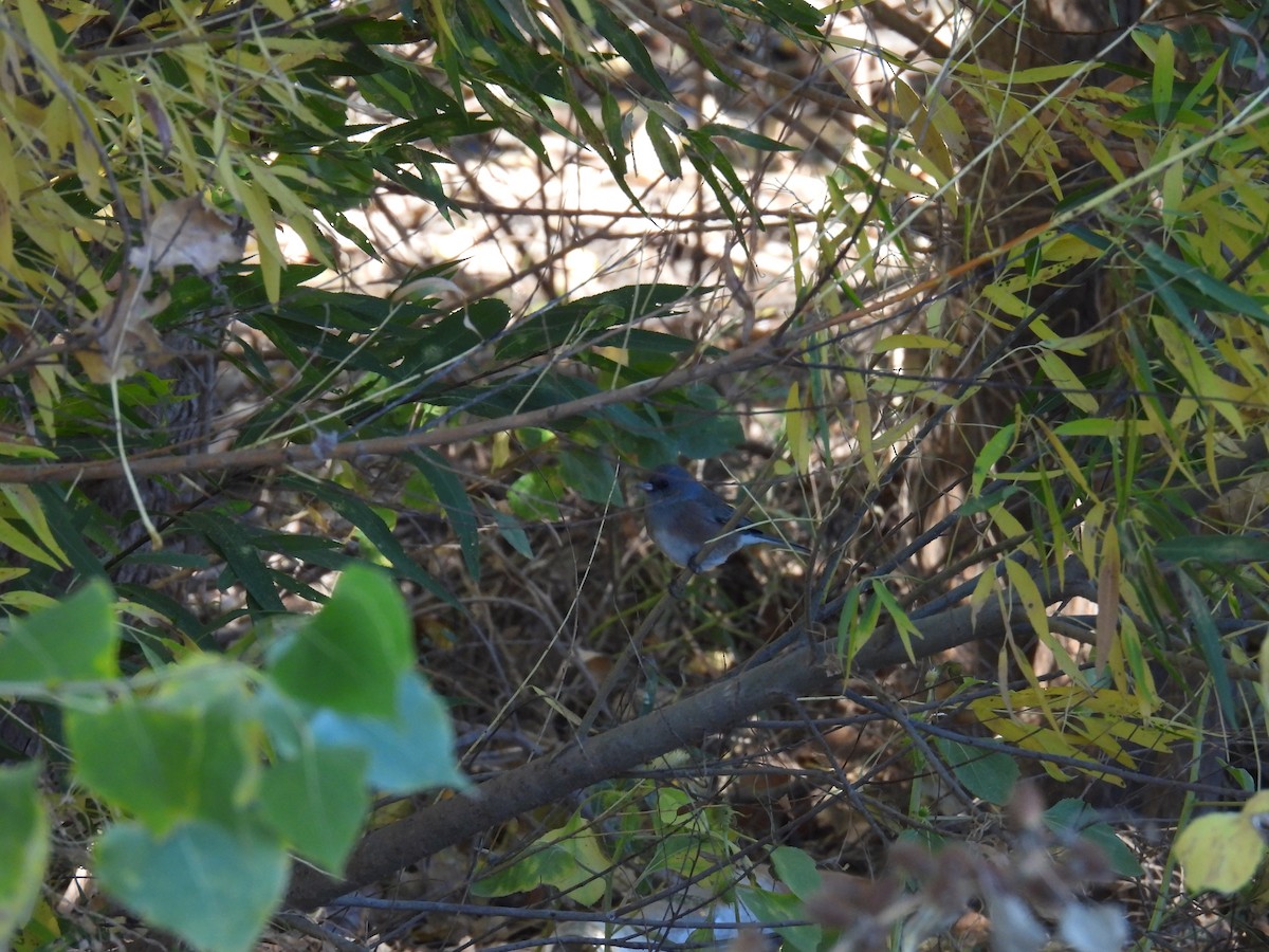 Dark-eyed Junco - ML610396832