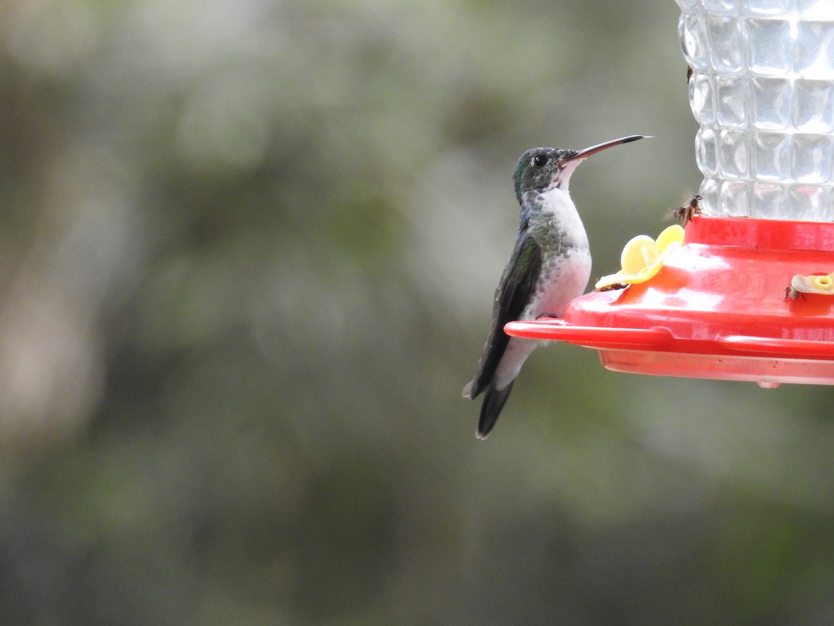 kolibřík andský - ML610396938