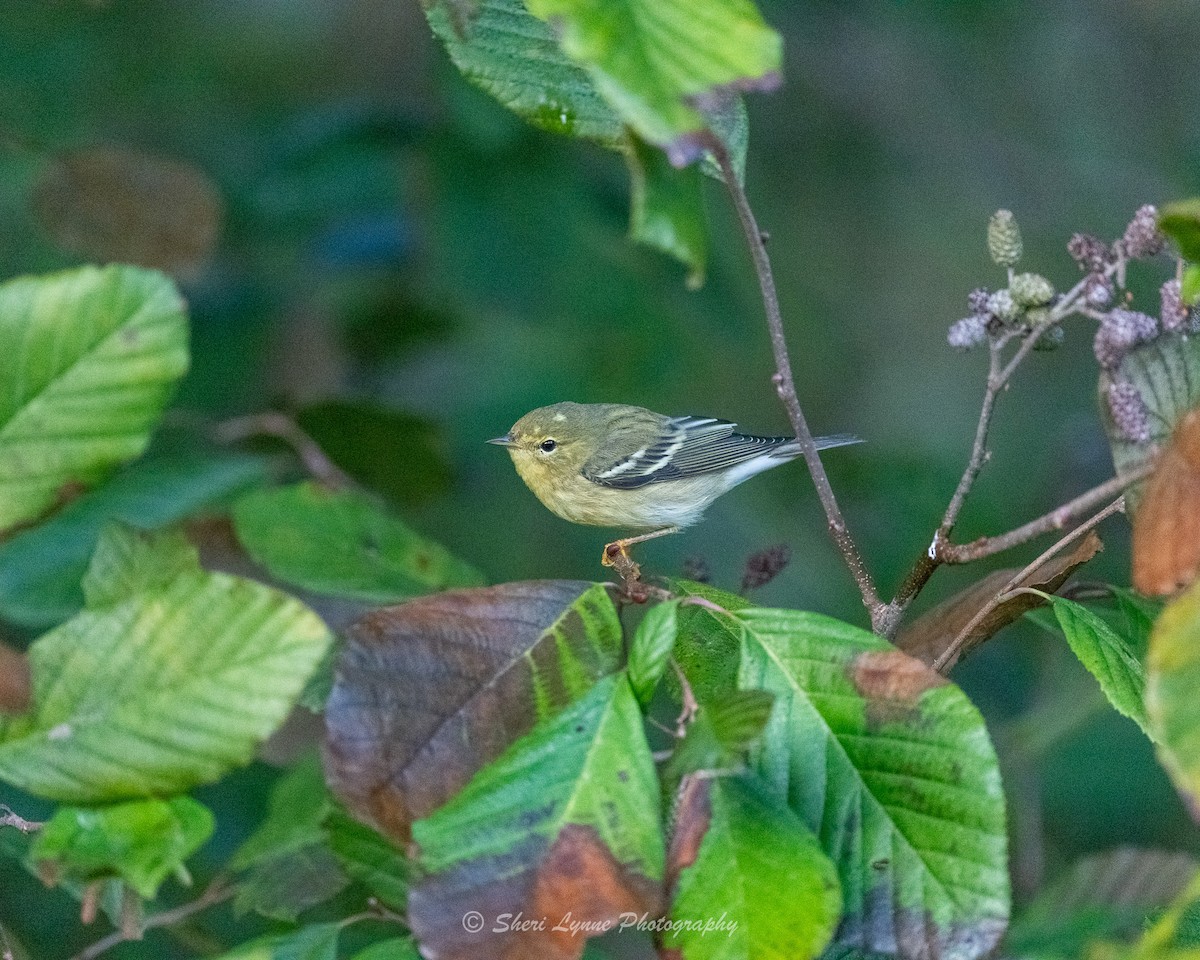 Blackpoll Warbler - ML610396990