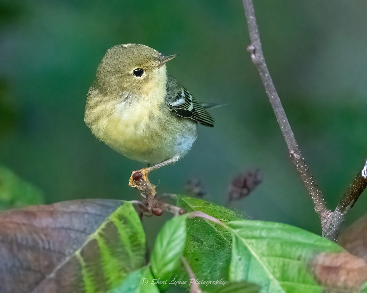 Blackpoll Warbler - ML610396992