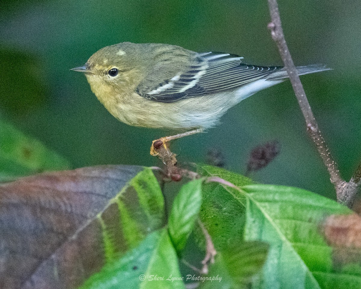 Blackpoll Warbler - ML610396993