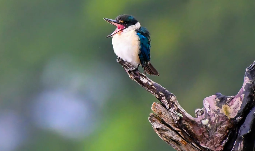 Collared Kingfisher - ML610397049