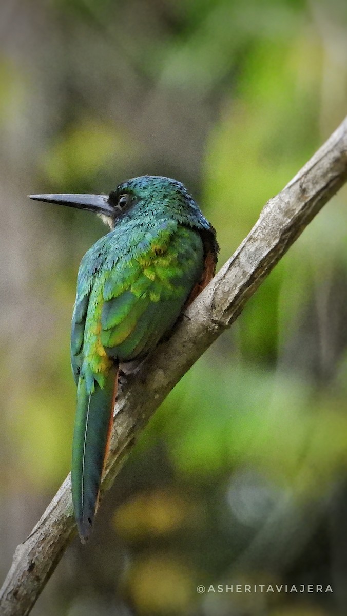 Rufous-tailed Jacamar - ML610397089