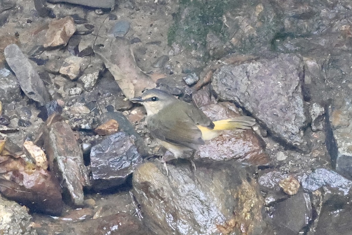 Buff-rumped Warbler - Juan martinez