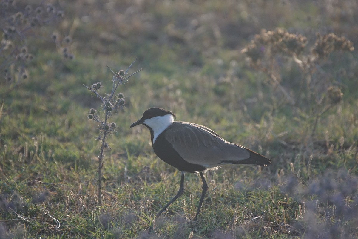 Spur-winged Lapwing - ML610397101