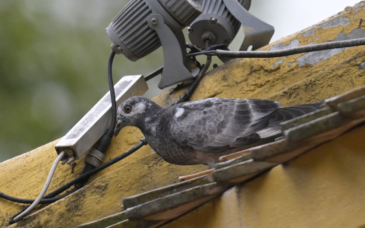 Rock Pigeon (Feral Pigeon) - ML610397217