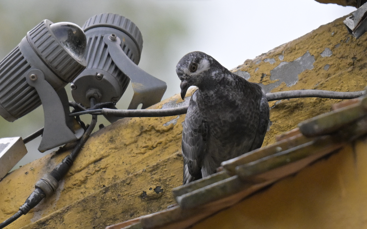 Rock Pigeon (Feral Pigeon) - ML610397218