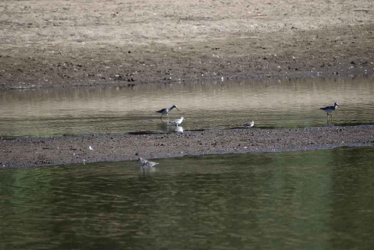 Bécasseau sanderling - ML610397224