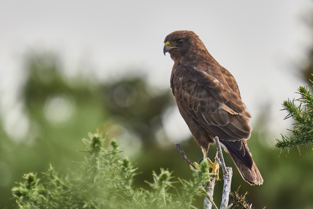 Hawaiian Hawk - ML610397227